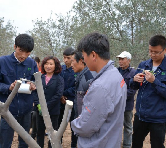 公司從產(chǎn)業(yè)鏈起始端著手，引進(jìn)良種優(yōu)苗，繁育基地苗圃，優(yōu)化樹(shù)種，以?xún)?yōu)質(zhì)的橄欖樹(shù)苗為生產(chǎn)特級(jí)初榨橄欖油提供基礎(chǔ)保障。在以自建萬(wàn)畝國(guó)家標(biāo)準(zhǔn)化油橄欖..