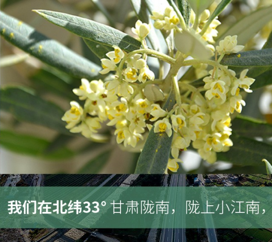 武都的氣候、土壤等與地中海沿岸極其相似，同處于世界頂級(jí)油橄欖黃金生產(chǎn)帶（32°58--33°36）年平均氣溫為14.7°，年日照時(shí)數(shù)1911..